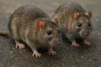 Traitement contre les rats et souris, dératisation à Lausanne 1000 Vaud