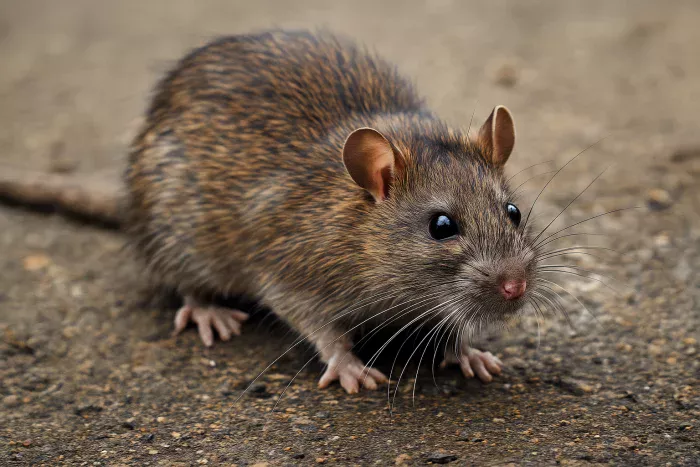 Traitement contre les rats et souris, dératisation à Bienne 2500 Berne